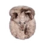 Full Mask Cream Coyote Sporran