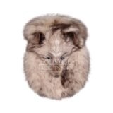 Full Mask Cream Coyote Sporran